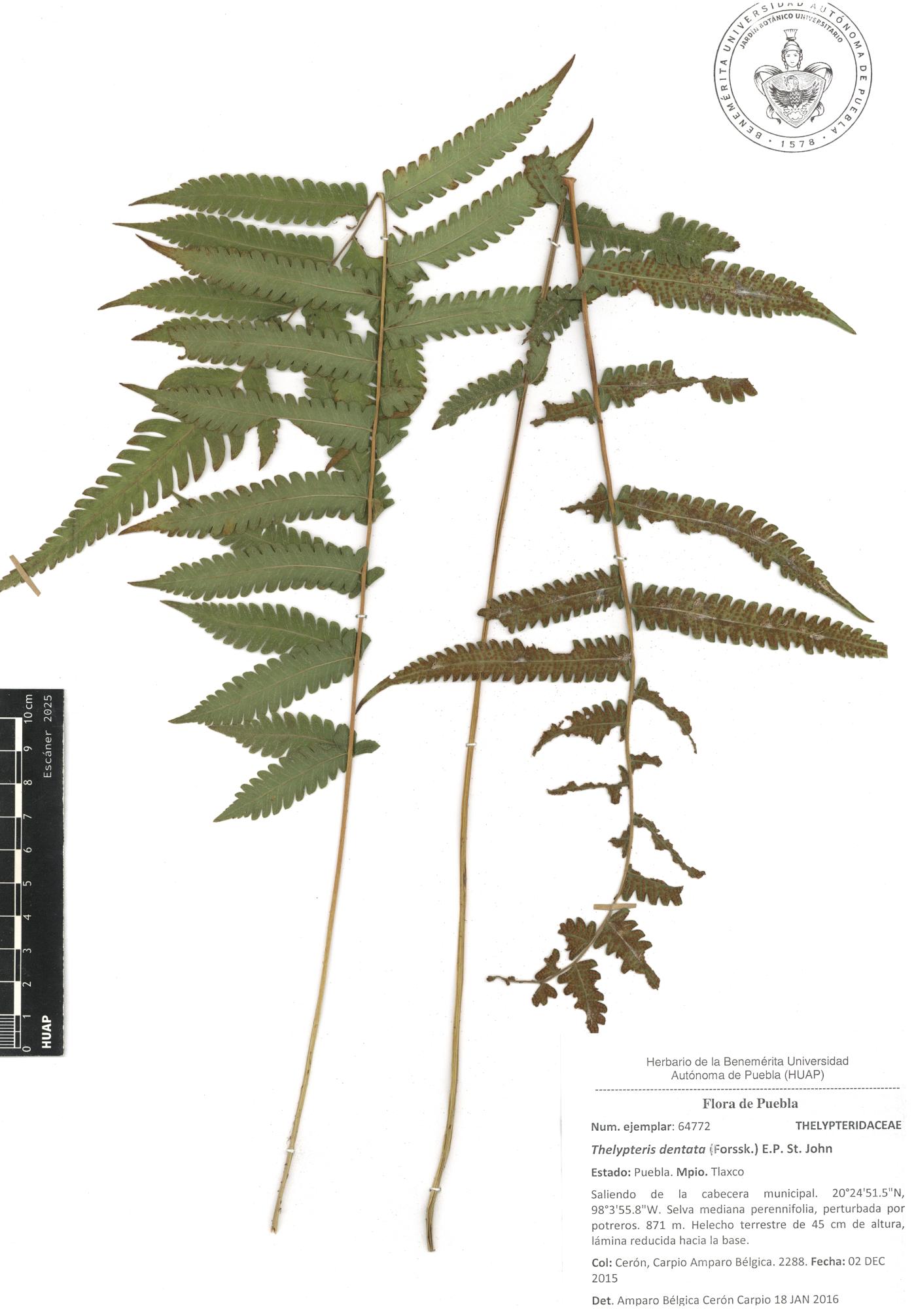 Thelypteris dentata image